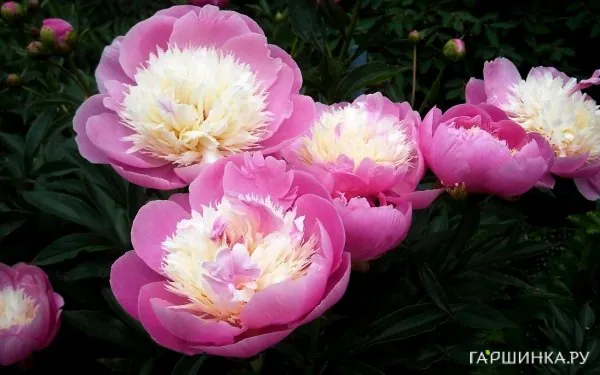 Пион Бойл оф Бьюти