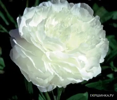 Пион Мазерс Чойс