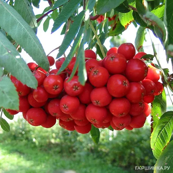 Рябина Моравская