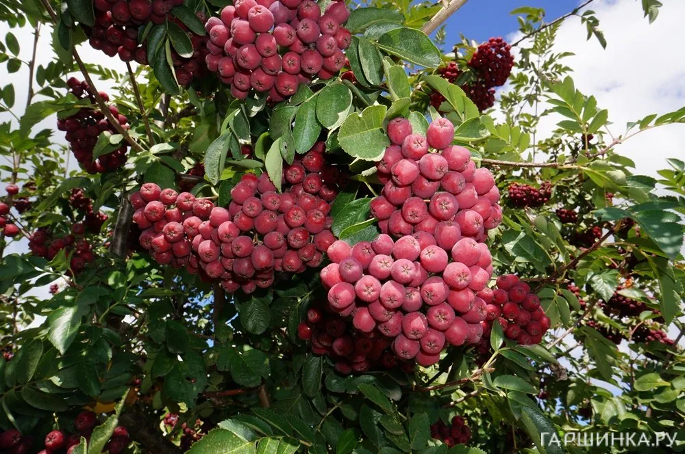 Рябина Гранатная