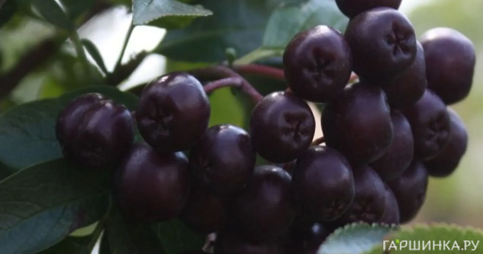 Рябина Ликерная