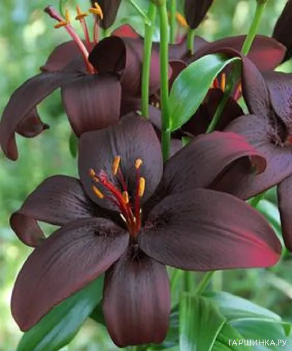 Лилия Роял Кис азиатская / 2шт