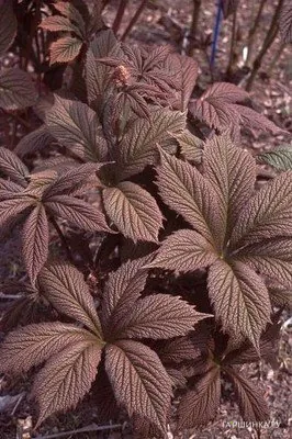 Роджерсия Шоколате Вингс перистая