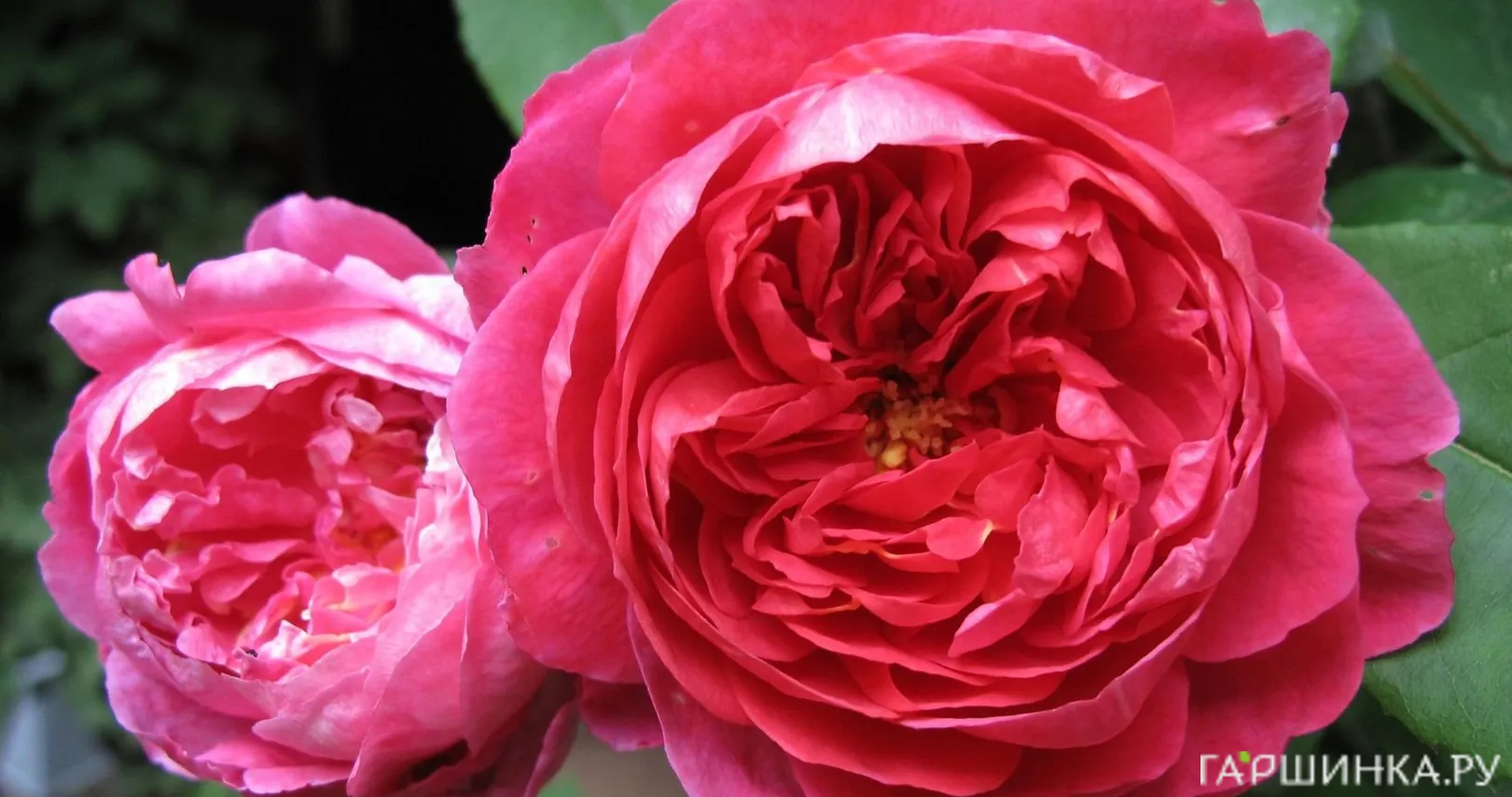 Роза Бенджамин Бриттен, Д.Остин кустарниковая (лиц)