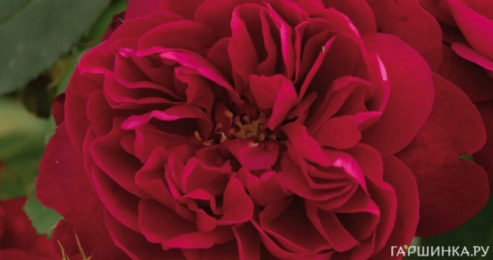 Роза Дарси Басселл, Д.Остин кустарниковая (лиц)