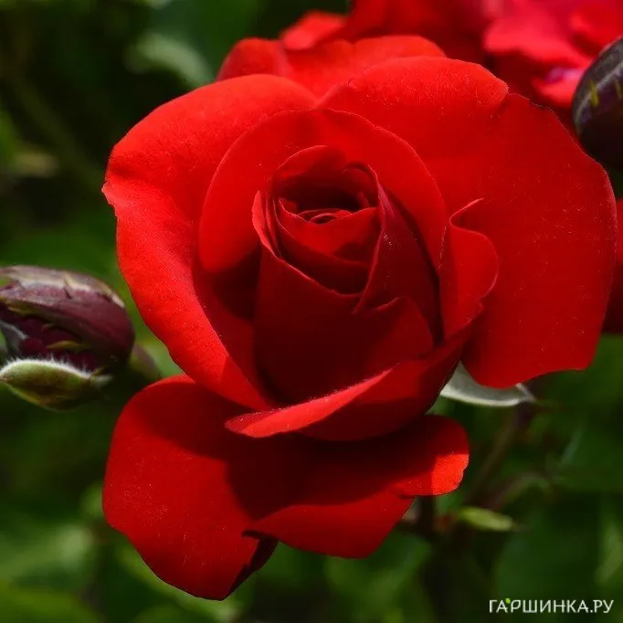 Роза Эвелин Висонт флорибунда, Imperial Rose