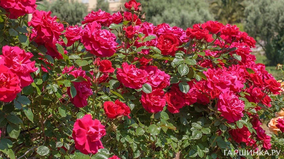 Роза Гримпант Кассандр плетистая, Imperial Rose