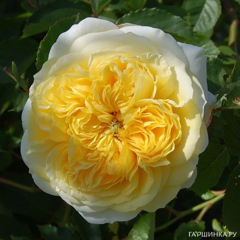 Роза Зе Пилигрим, Д.Остин кустарниковая (лиц)