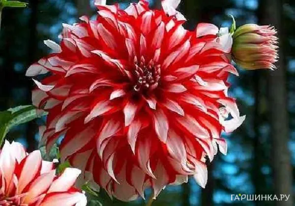 Георгина Санта Клаус (МАКСИ) декоративная