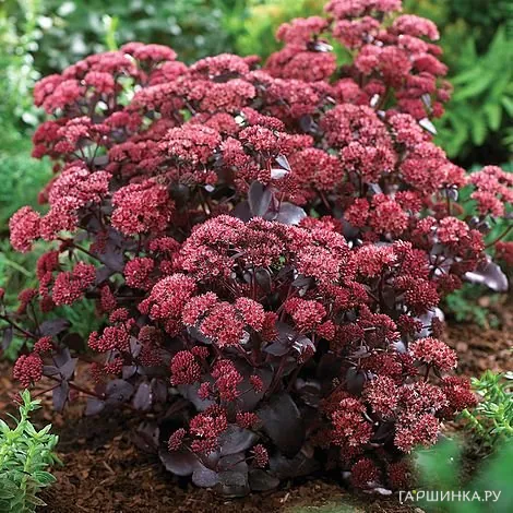 Очиток (седум) гибридный Перпл Эмперор