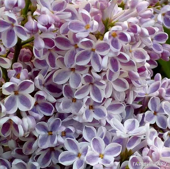 Сирень Лила Вандер