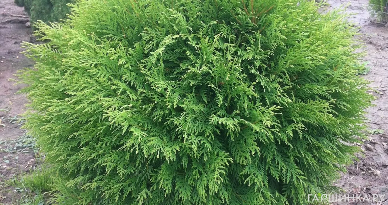 Туя шаровидная Литл Чемпион