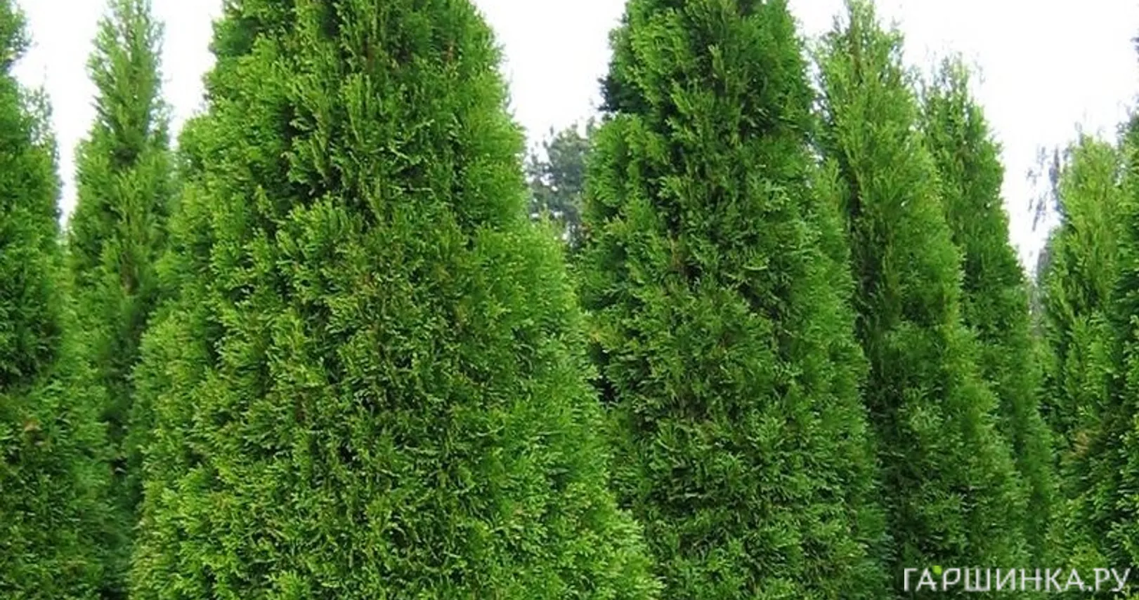 Туя западная Смарагд