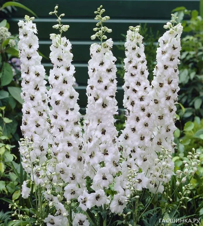 Дельфиниум Пацифик Галахард