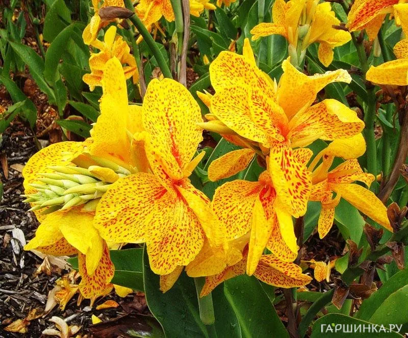 Канна Еллоу Хамберт