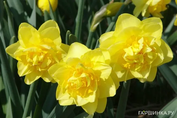 Нарцисс Дик Вилден махровый 5шт