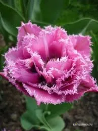 Тюльпан Матчпоинт бахромчатый 4шт