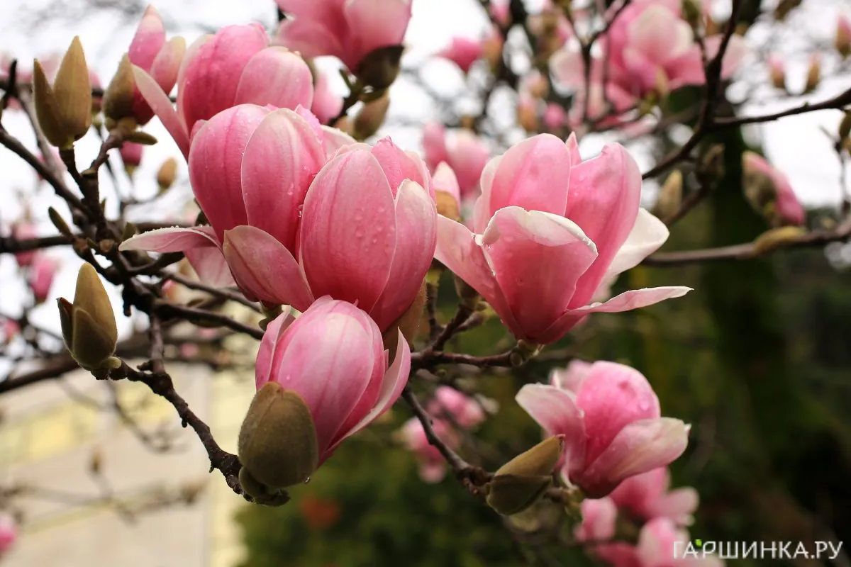 Магнолия Суланжа