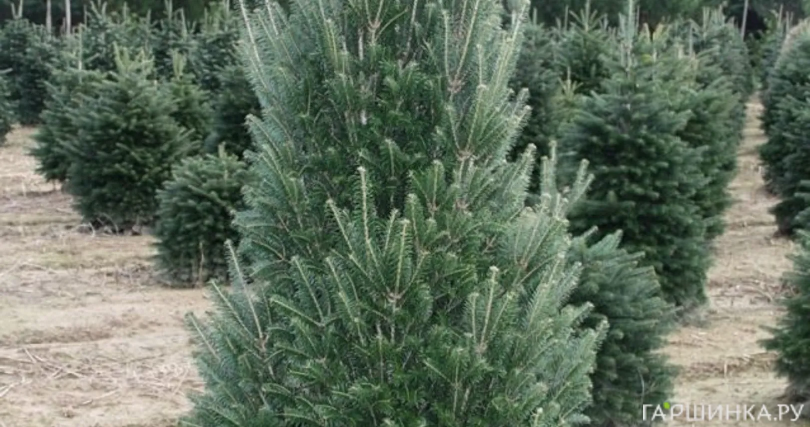 Пихта белая Пирамидалис