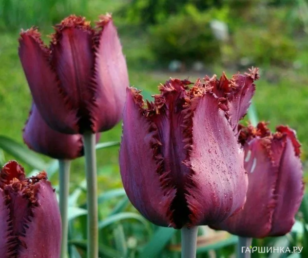 Тюльпан Блэк Джевел бахромчатый 5шт.