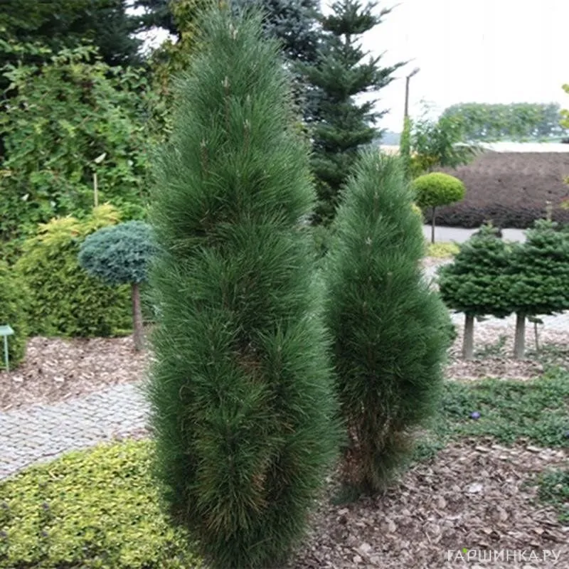 Сосна черная Грин Тауэр