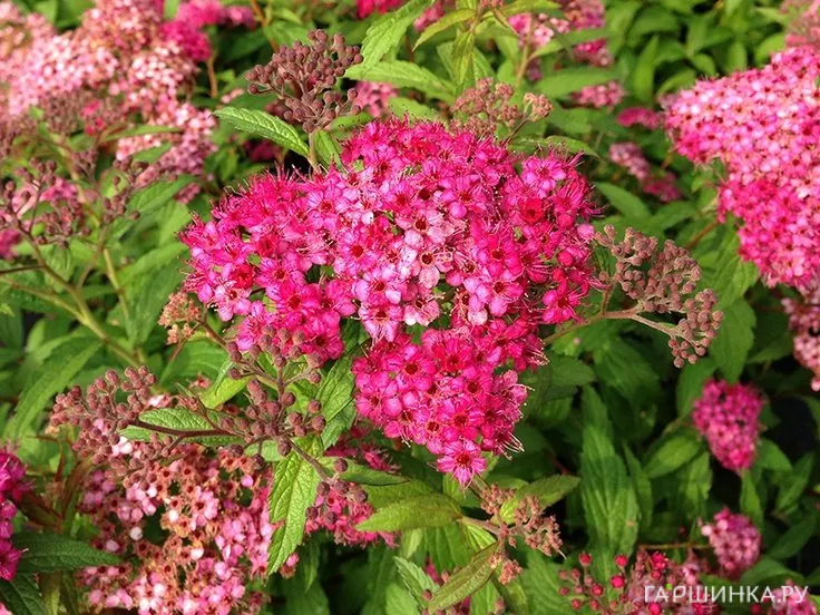 Спирея Антони Ватерер японская