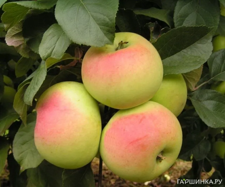 Яблоня Данила Имрус