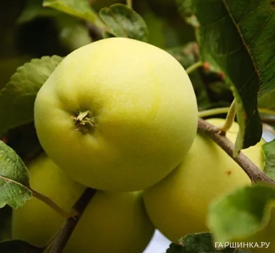Яблоня Данила/ВЭМ желтый