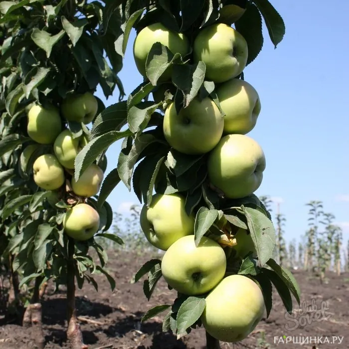 Яблоня Икша колоновидная