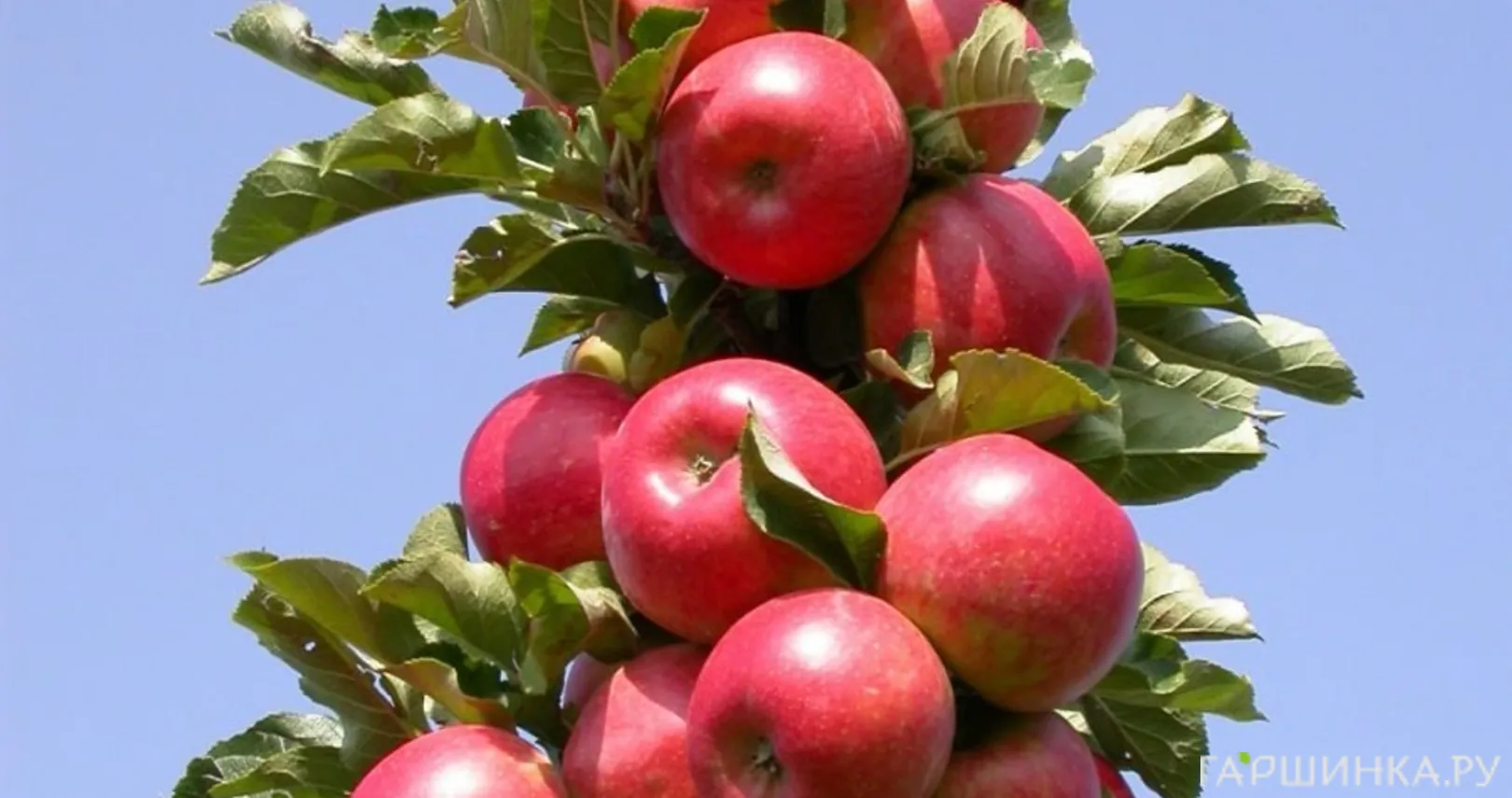 Яблоня Созвездие колоновидная