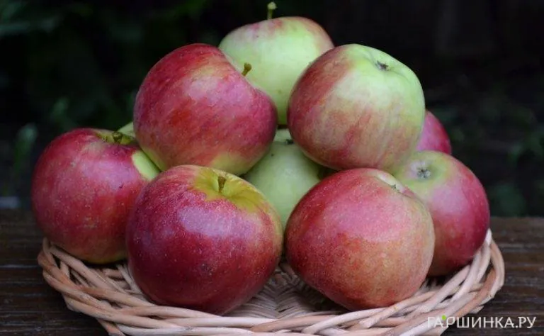 Яблоня Орловское полесье