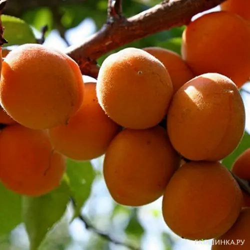 Абрикос Компотный сеяный