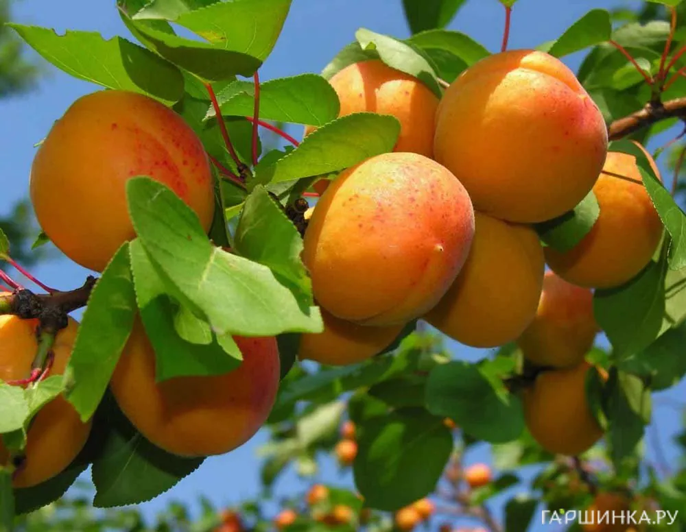 Абрикос Орловчанин сеяный