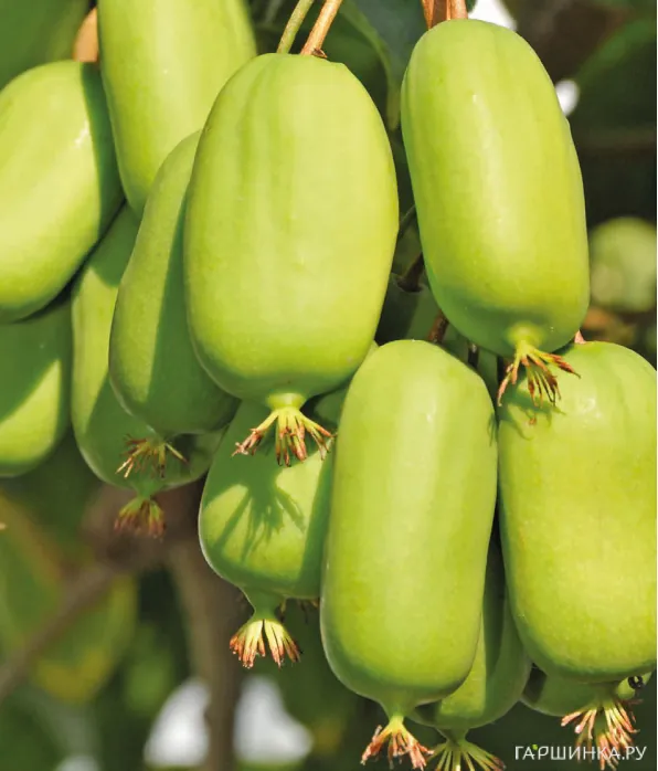 Актинидия (мини киви) Джамбо