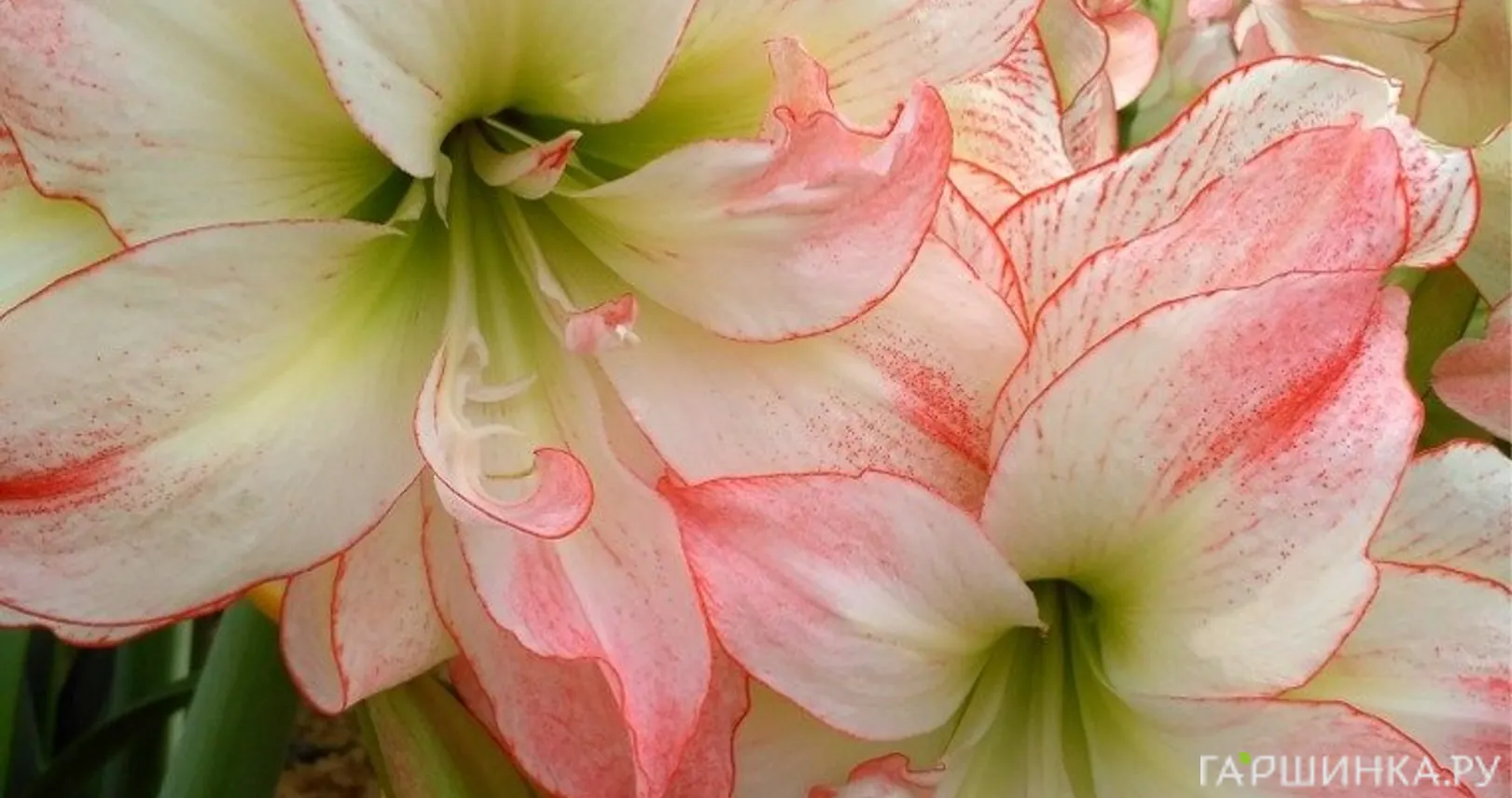 Амариллис Афродита