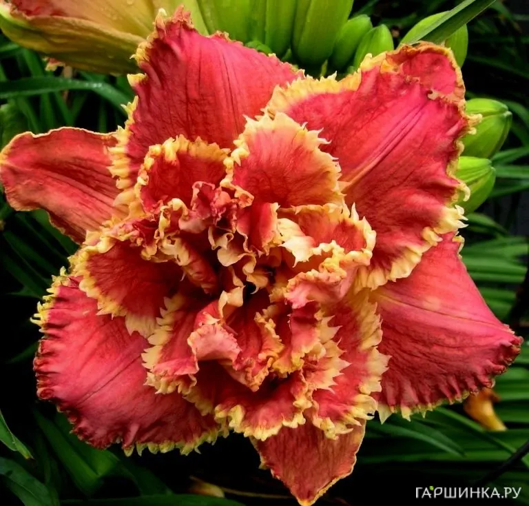 Лилейник Сюзан Пичард Петит