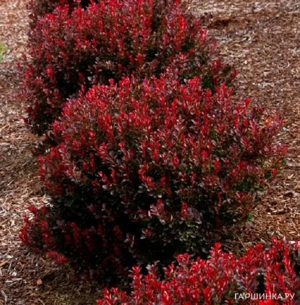 Барбарис Тунберга Ред Компакт