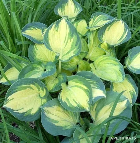 Хоста Бич Бой (ML)