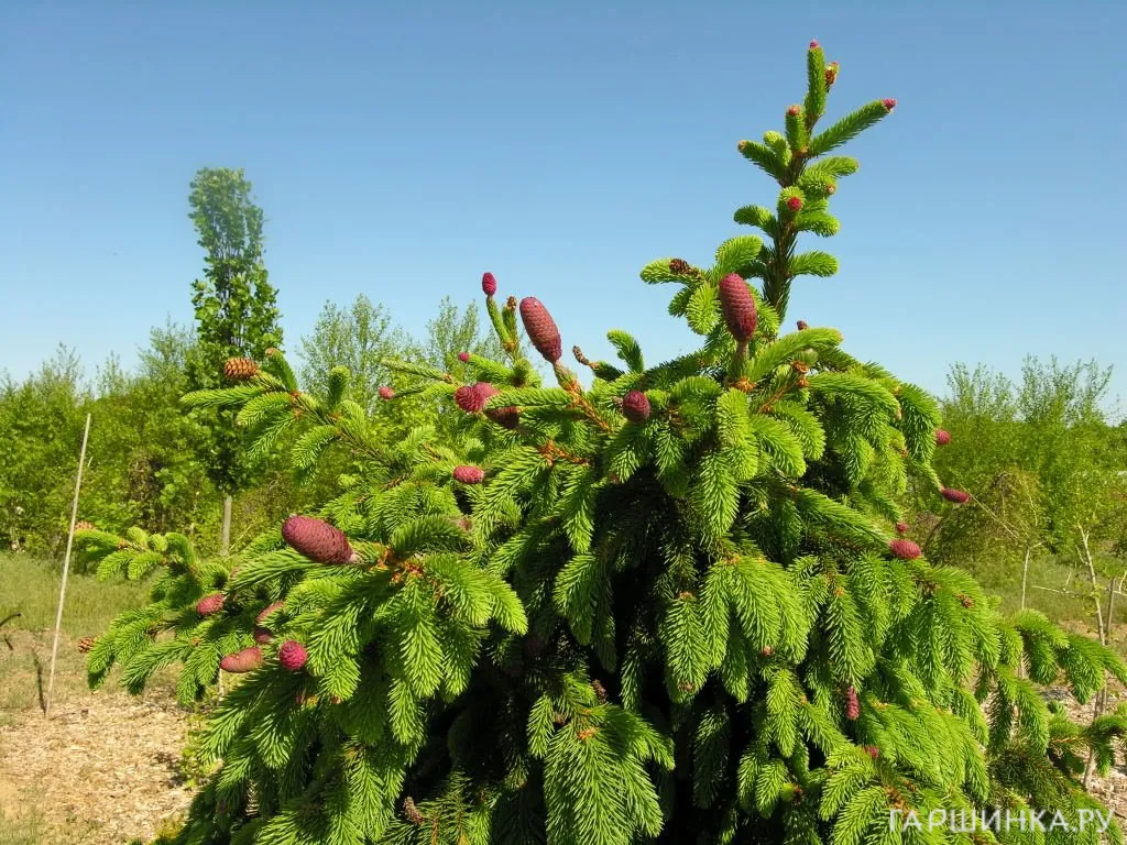 Ель обыкновенная Акрокона