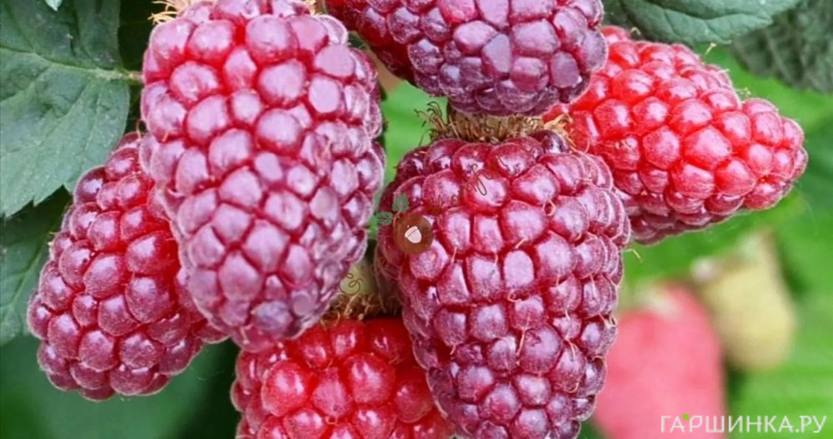 Ежемалина Букингем Тайбери