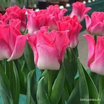 Тюльпан Краун оф Династи Триумф 4шт