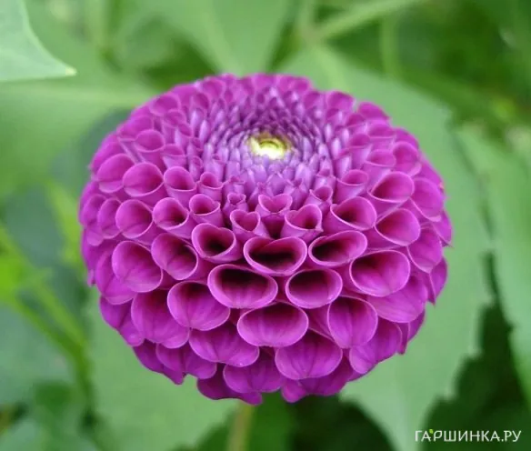 Георгина Франц Кафка помпонная