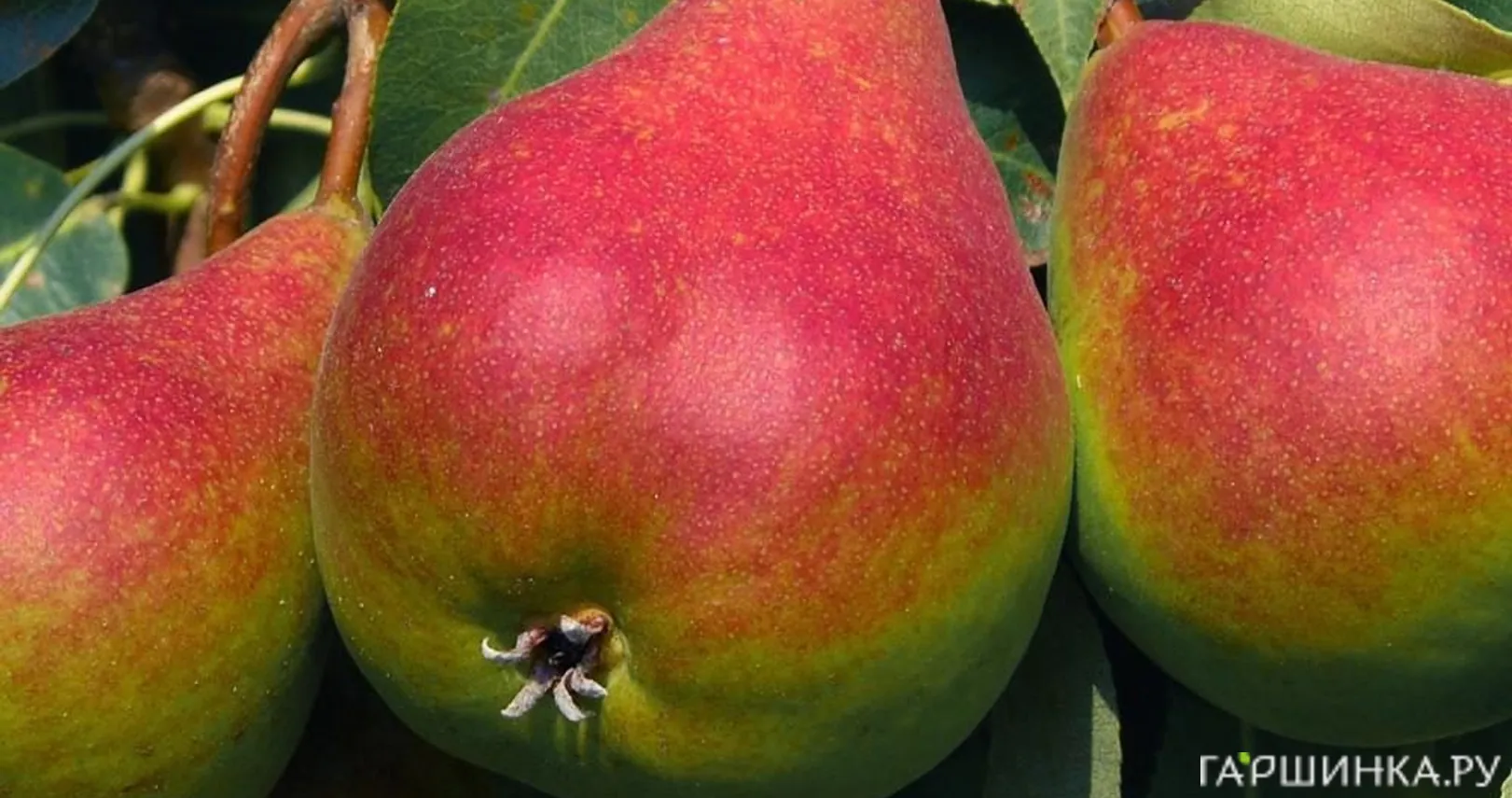 Груша Отраденская