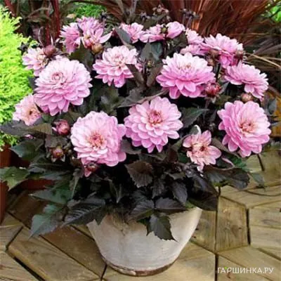 Георгина Мелоди Хармони бордюрная