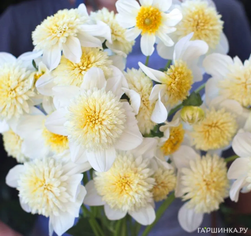 Георгина Платинум Блонд анемоновидная