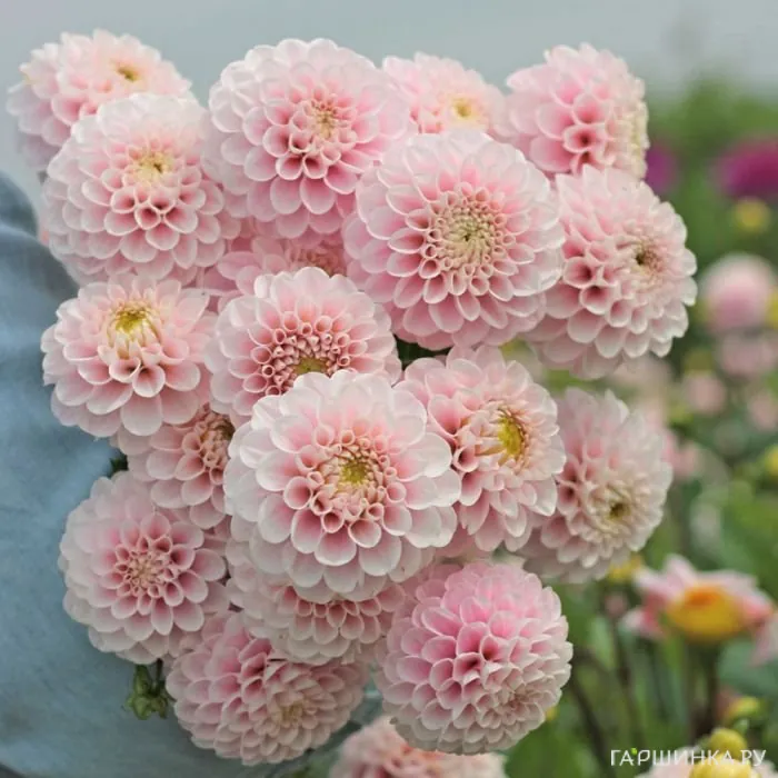 Георгина Визард оф Оз шаровидная