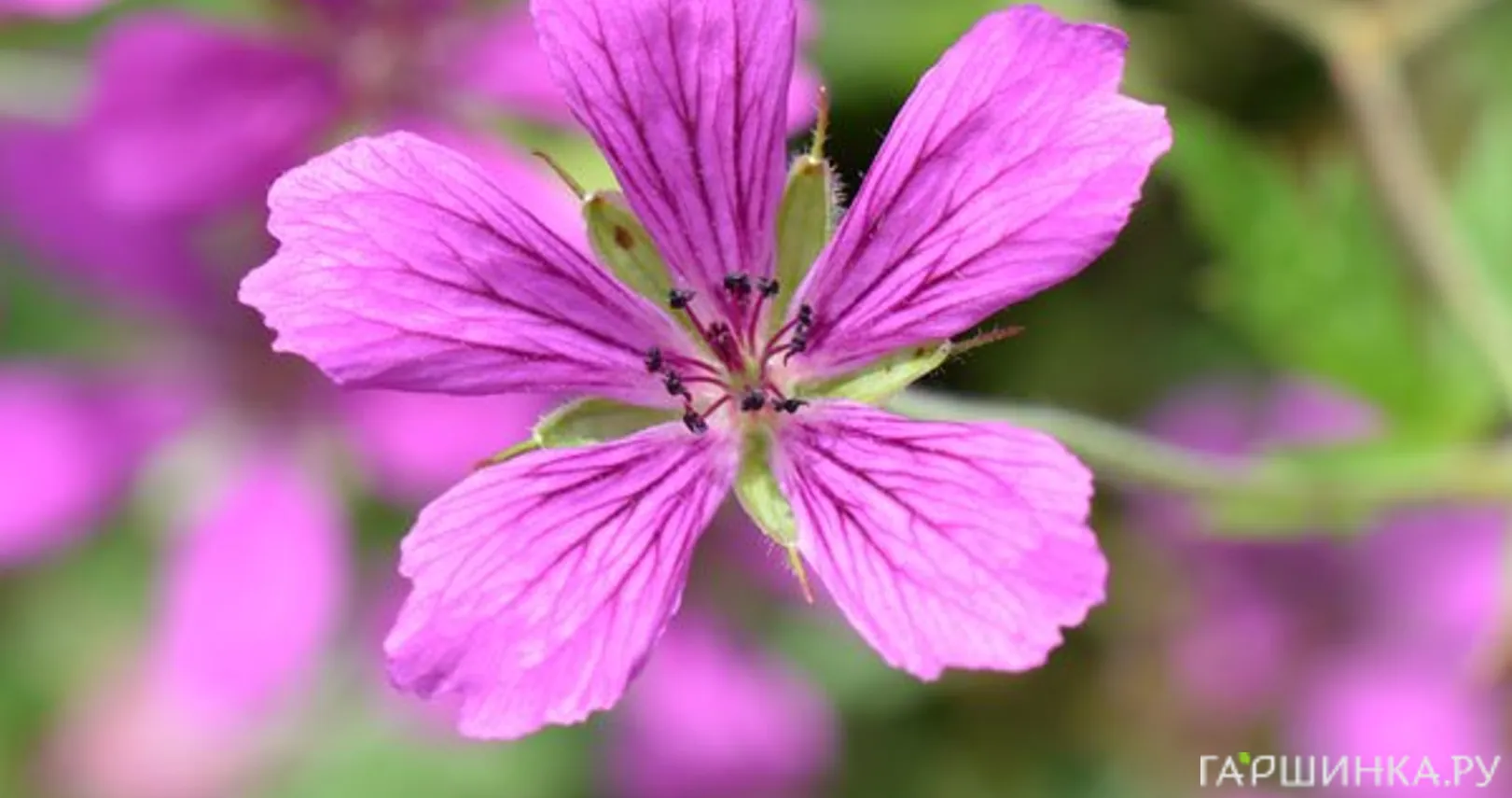 Герань садовая А.Т. Джонсон