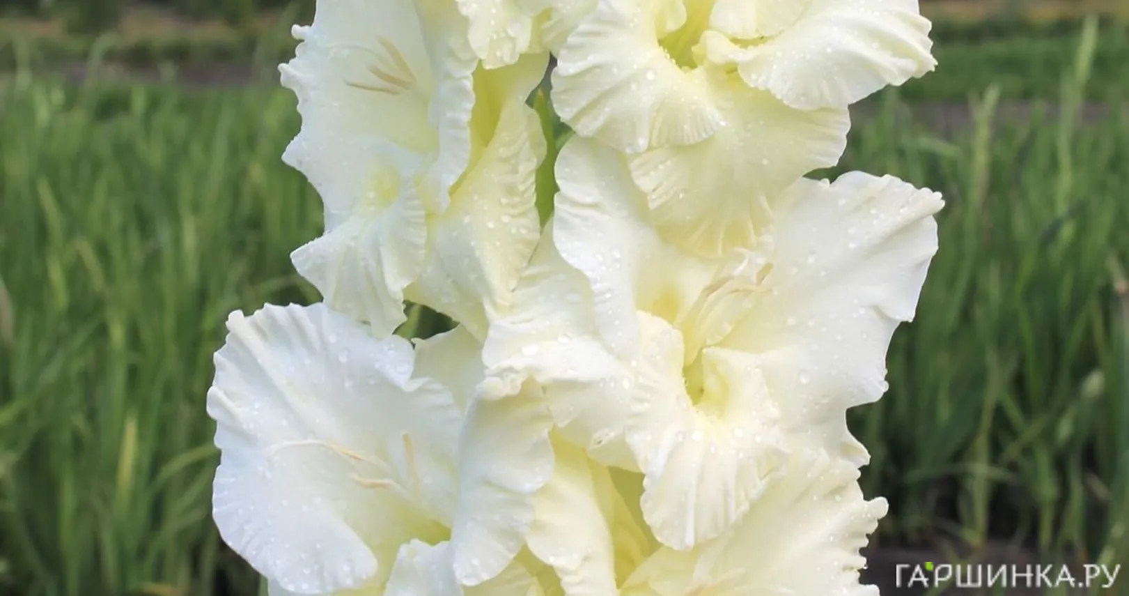 Гладиолус Белый Медведь