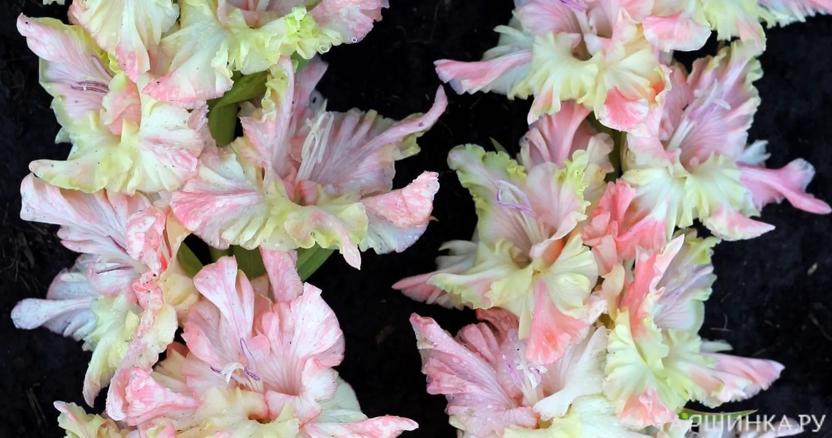 Гладиолус Дыхание лета