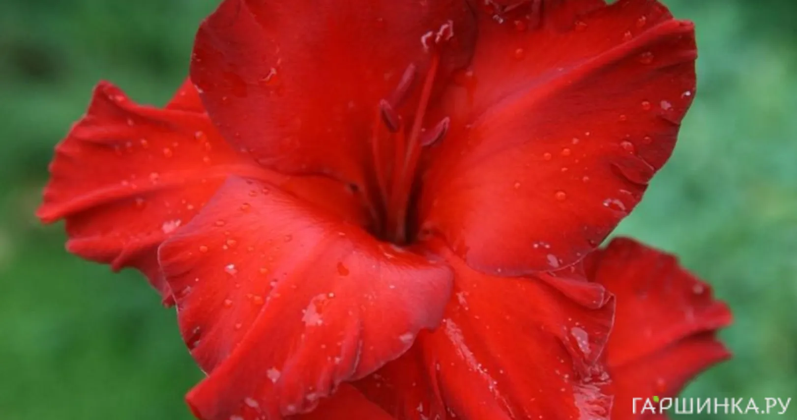 Гладиолус Красный фонарь 2 шт